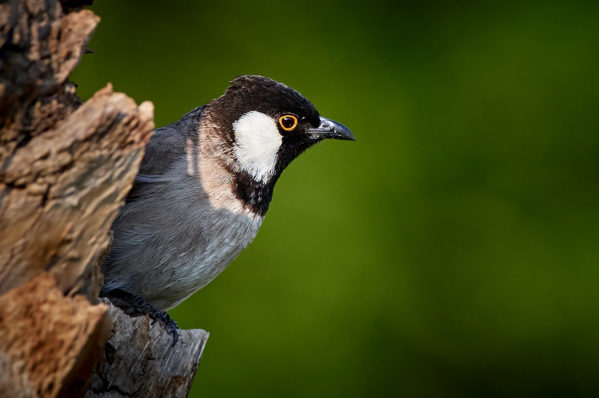 White-eared Bulbul - Tomáš Grim