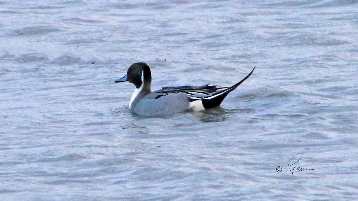 Northern Pintail - ML526514561