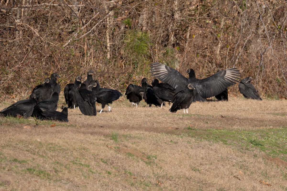 Black Vulture - ML526514891