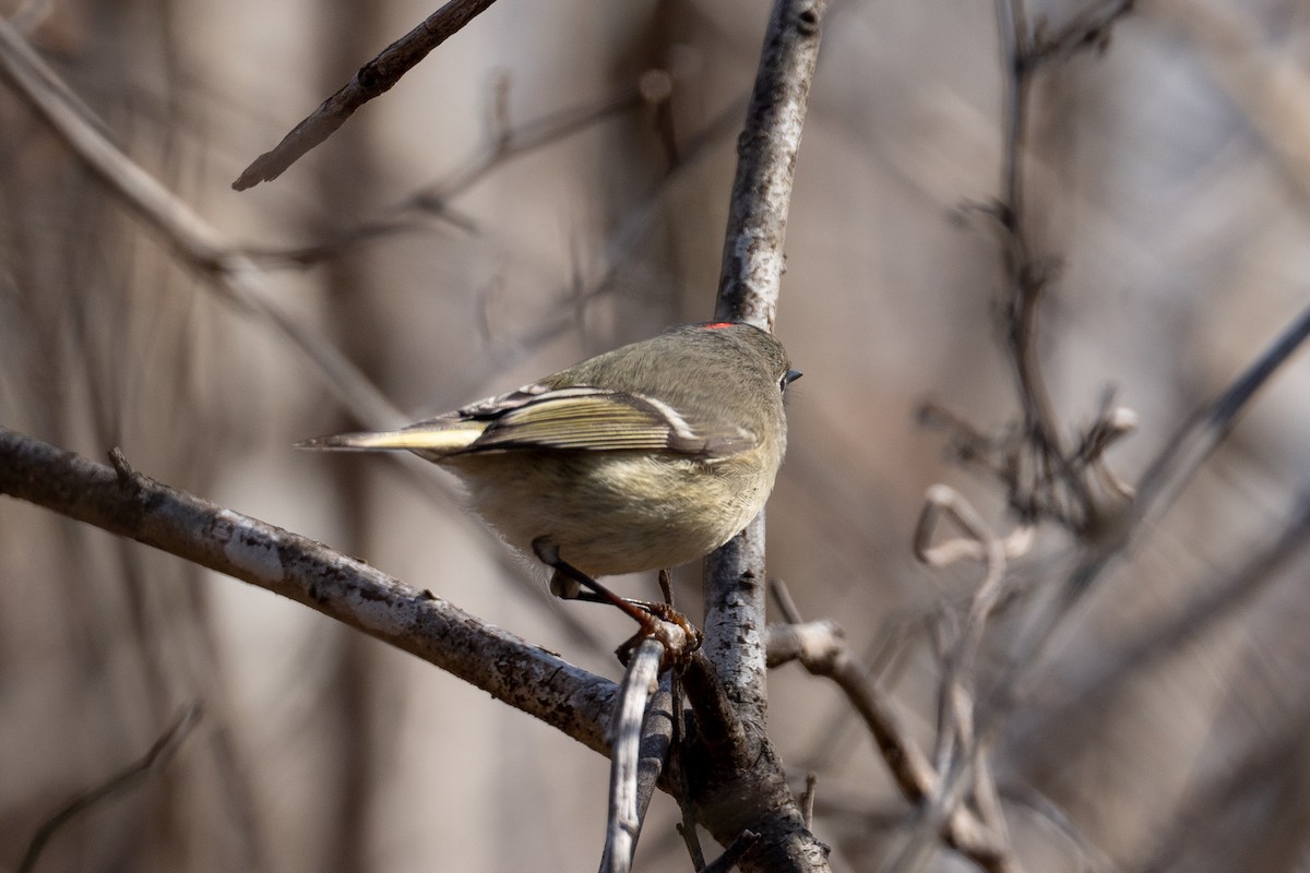 Ruby-crowned Kinglet - ML526515271