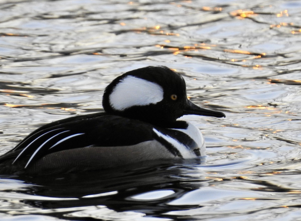 Hooded Merganser - ML526515621