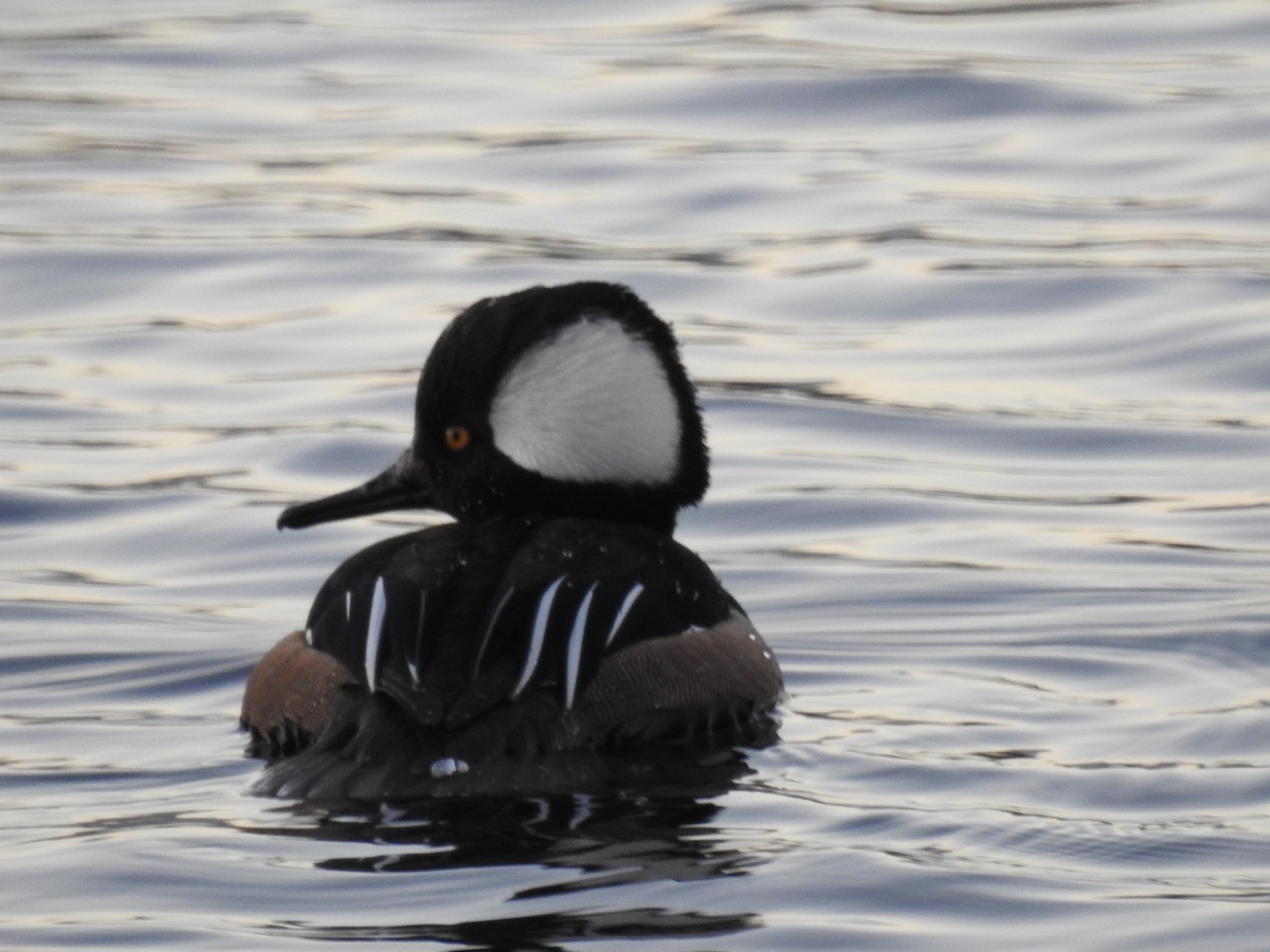 Hooded Merganser - ML526515641