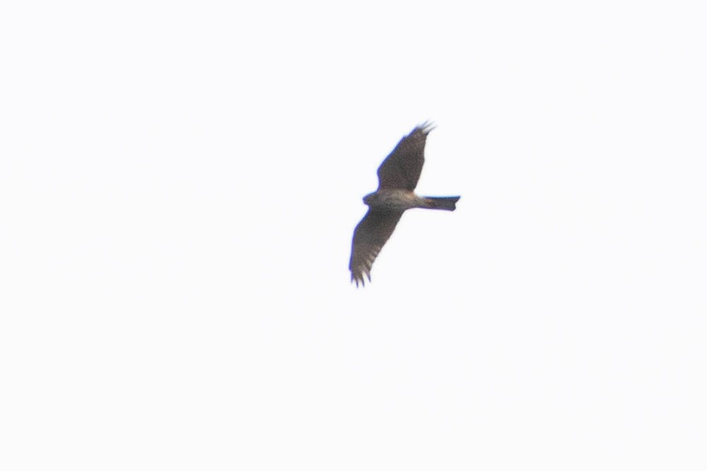 Black-mantled Goshawk - ML526517261