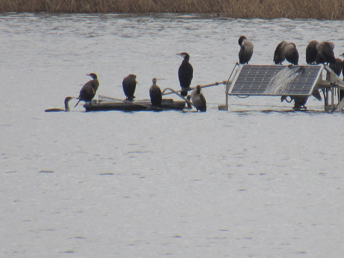 Great Cormorant - ML526517691