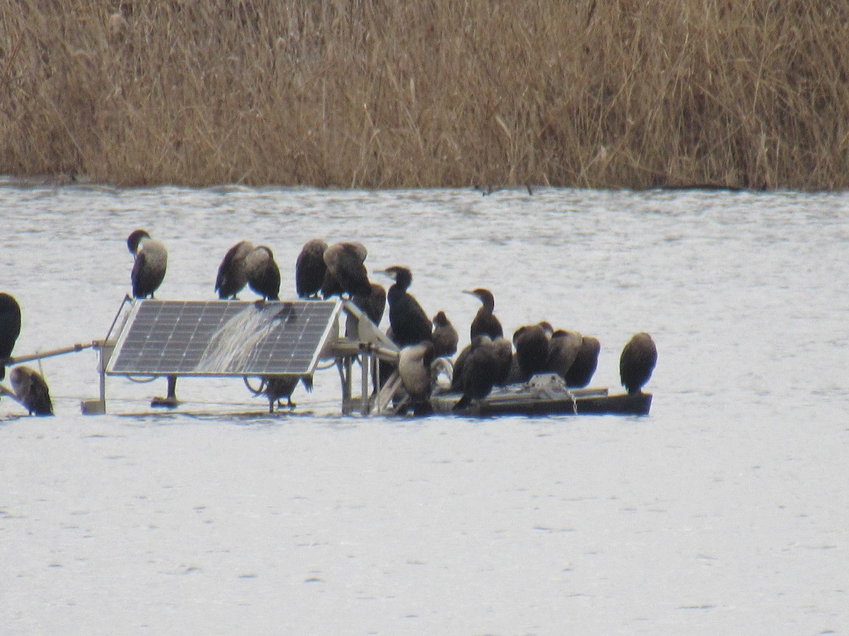 Great Cormorant - ML526517701