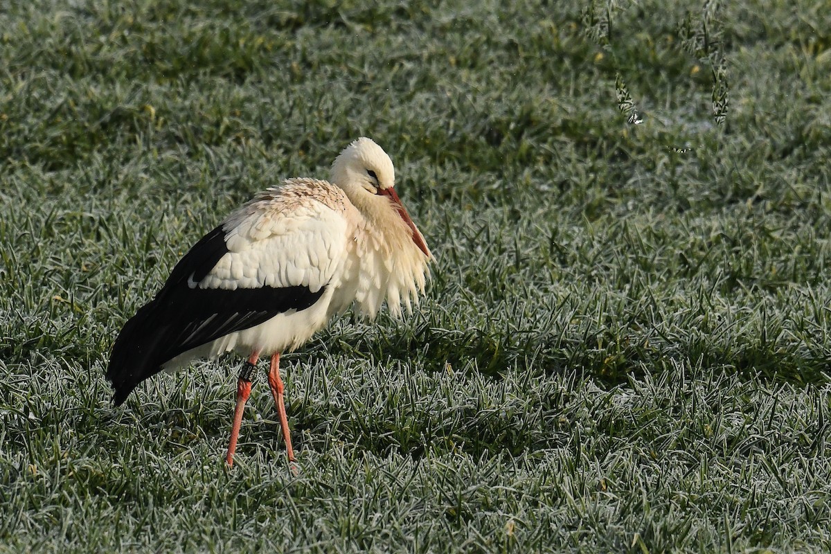 White Stork - Maryse Neukomm