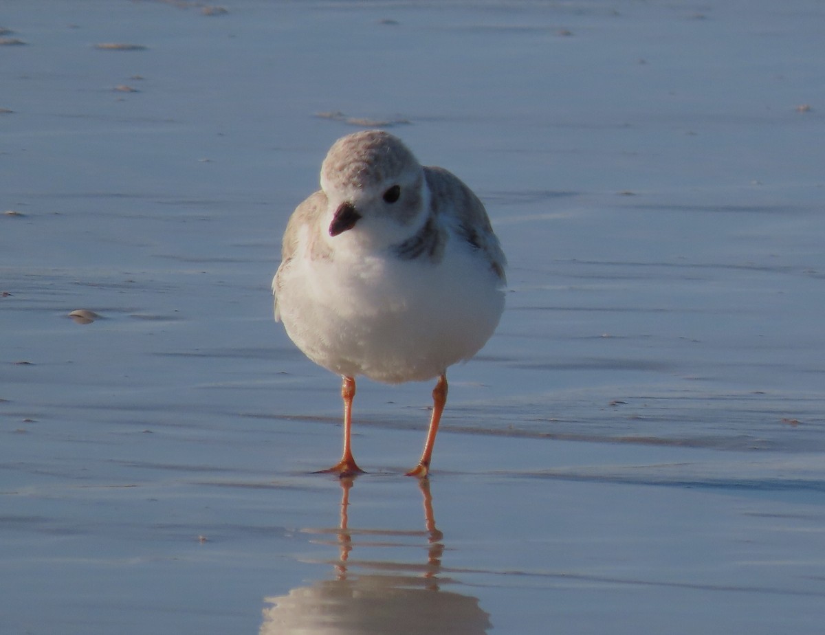 Piping Plover - ML526518051