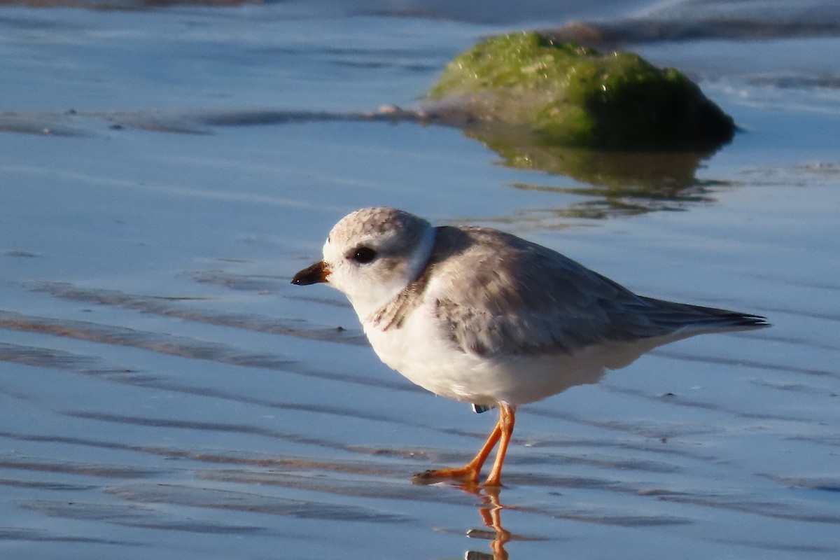 Piping Plover - ML526518101