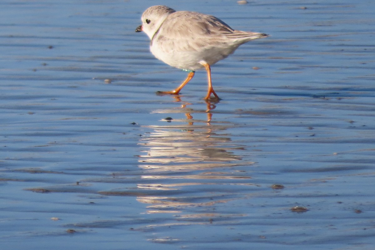 Piping Plover - ML526518371