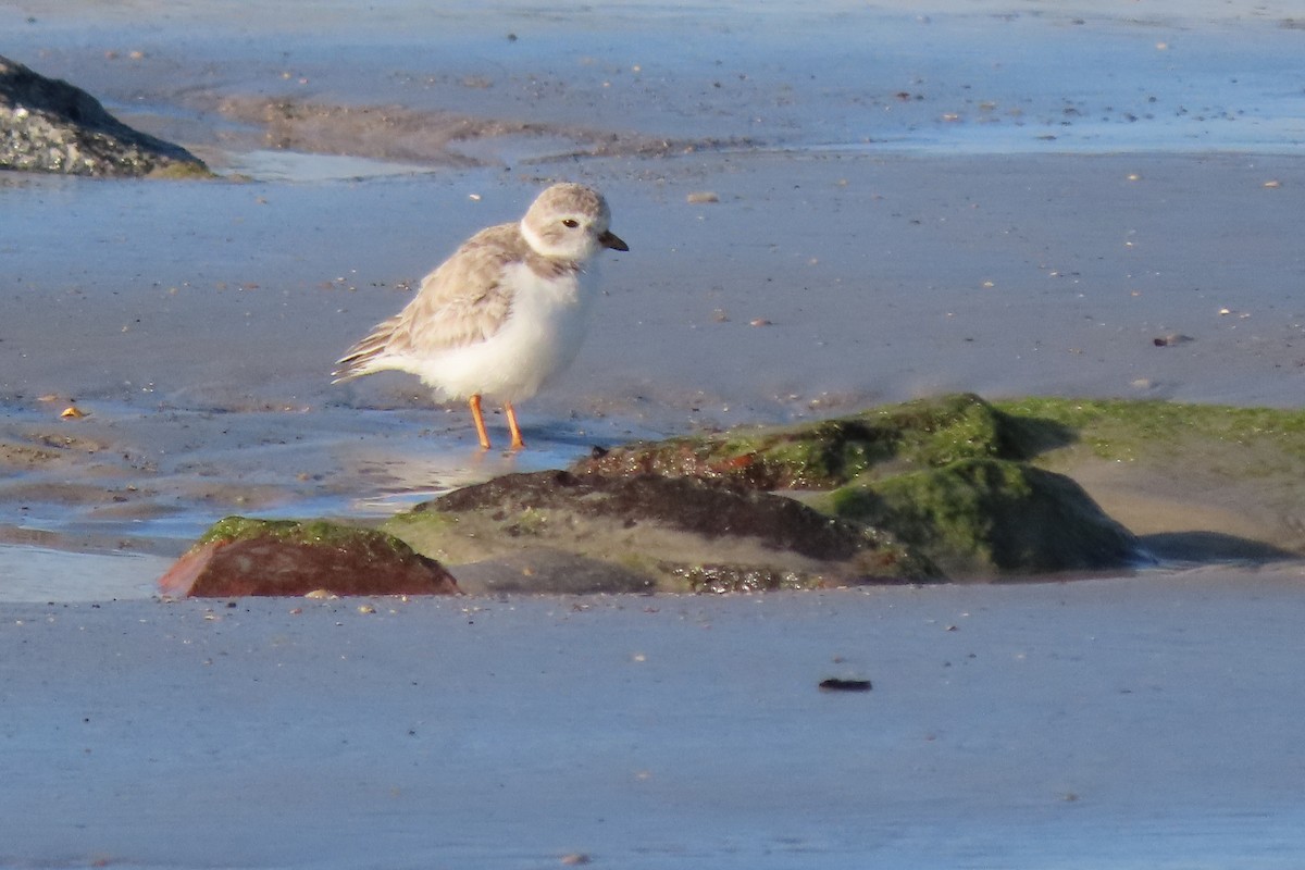 Piping Plover - ML526518521