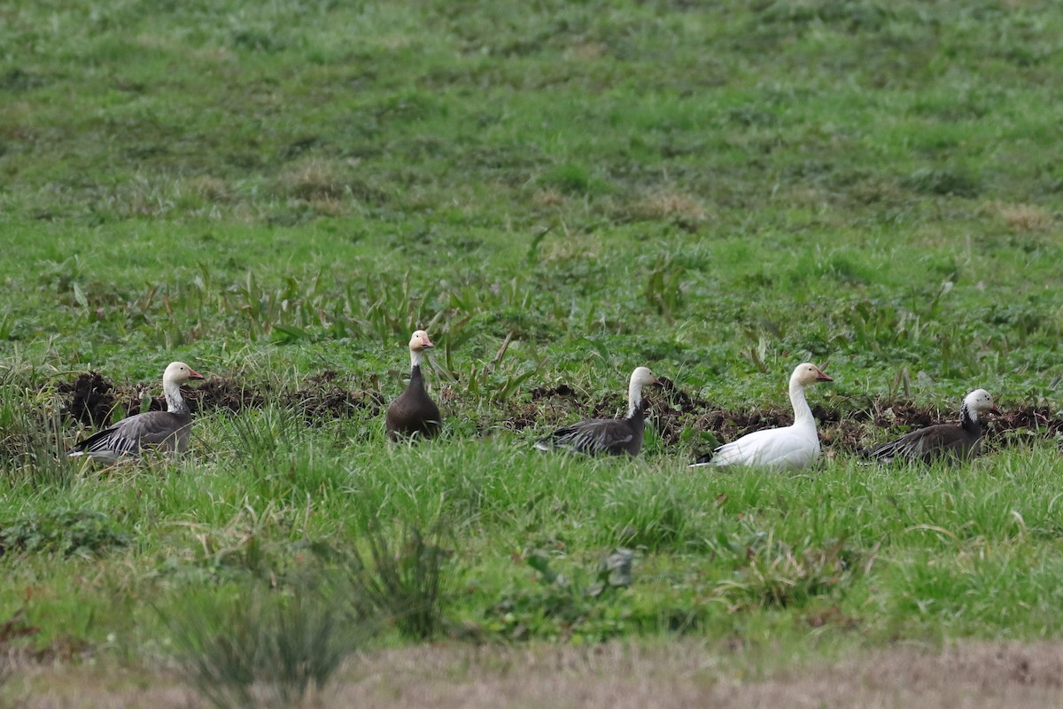 Snow Goose - Jim Anderton