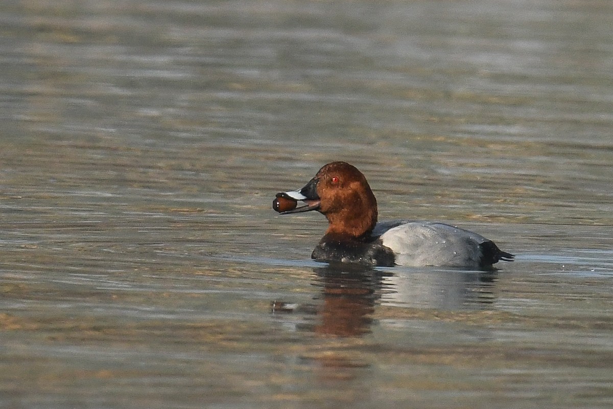 Common Pochard - ML526519051