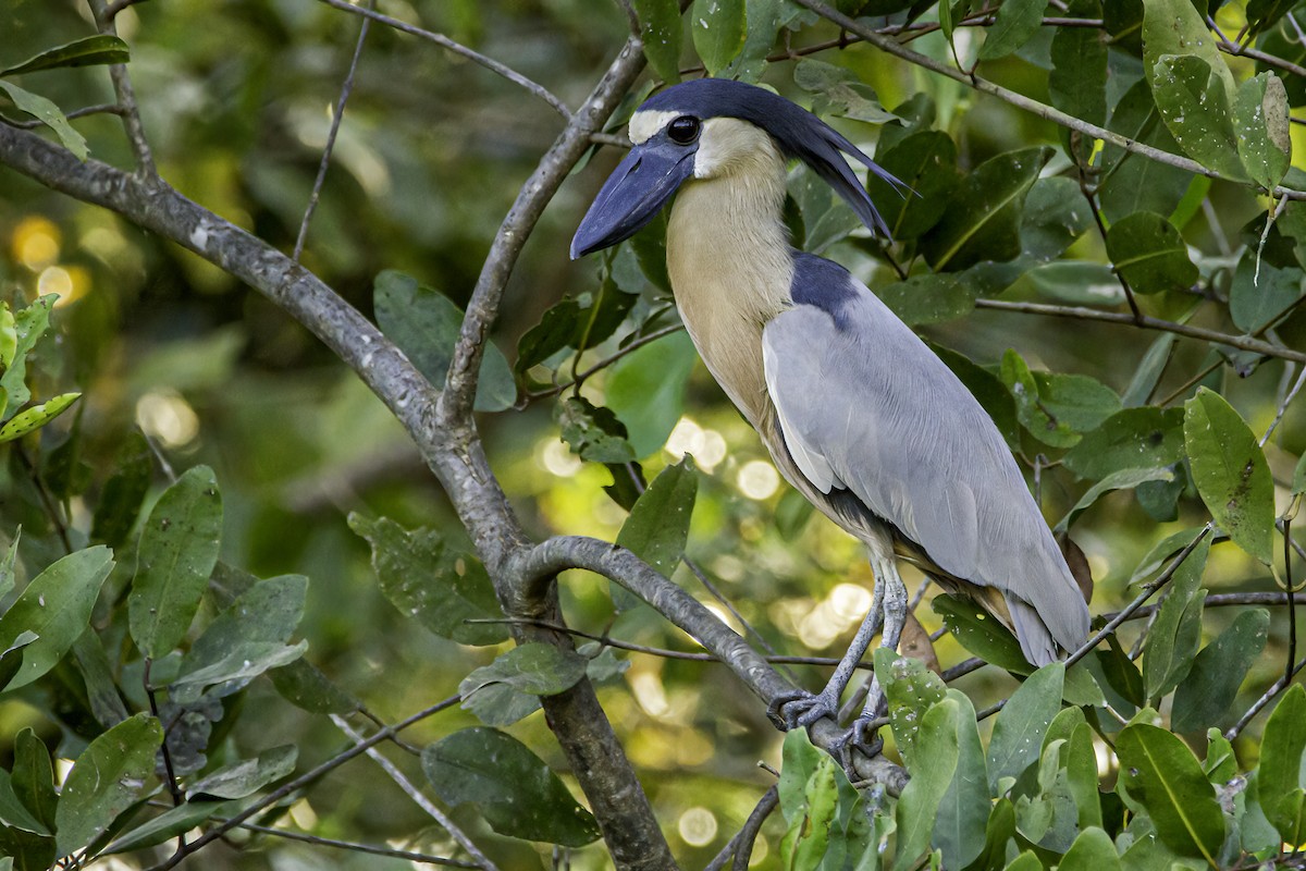 Boat-billed Heron - Phil Riebel