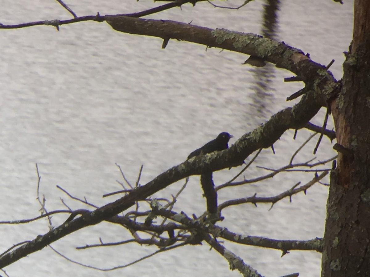 Rusty Blackbird - ML52652121