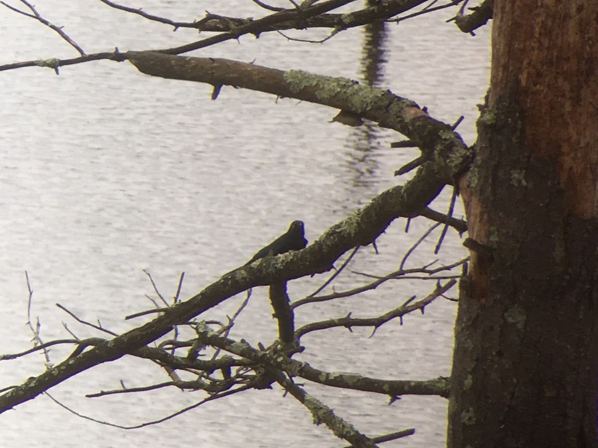 Rusty Blackbird - ML52652131