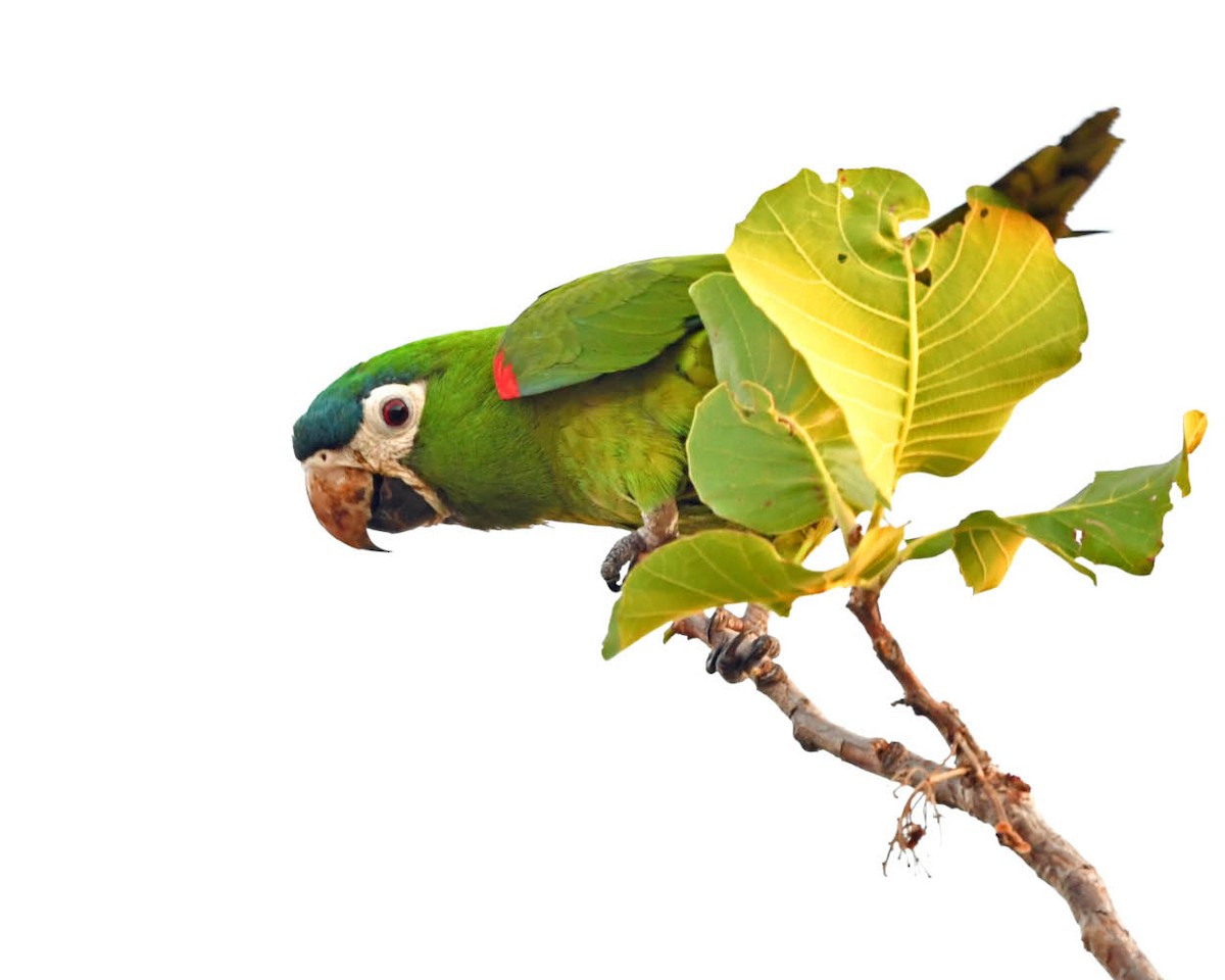 Red-shouldered Macaw - ML526521891