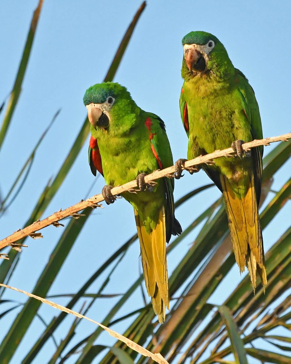 Red-shouldered Macaw - ML526521901