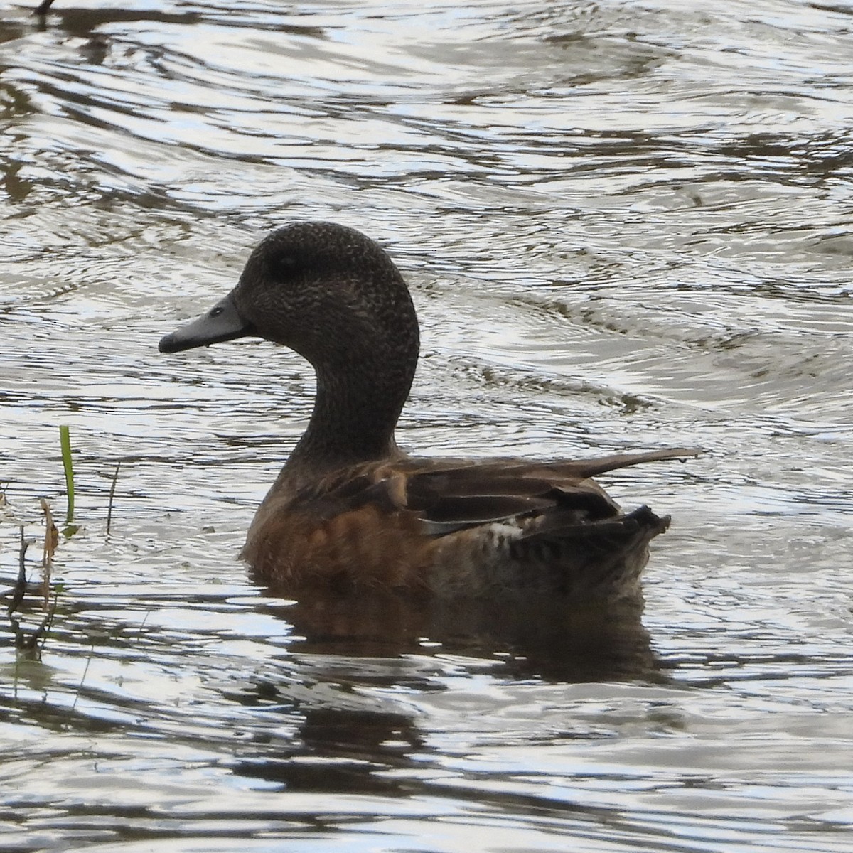 American Wigeon - Manuel Velasco Graña
