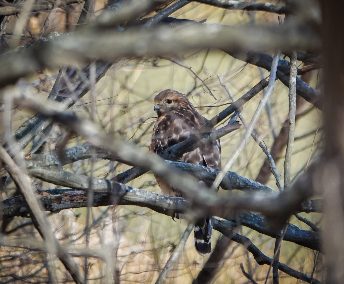 Red-shouldered Hawk - Dave Hart