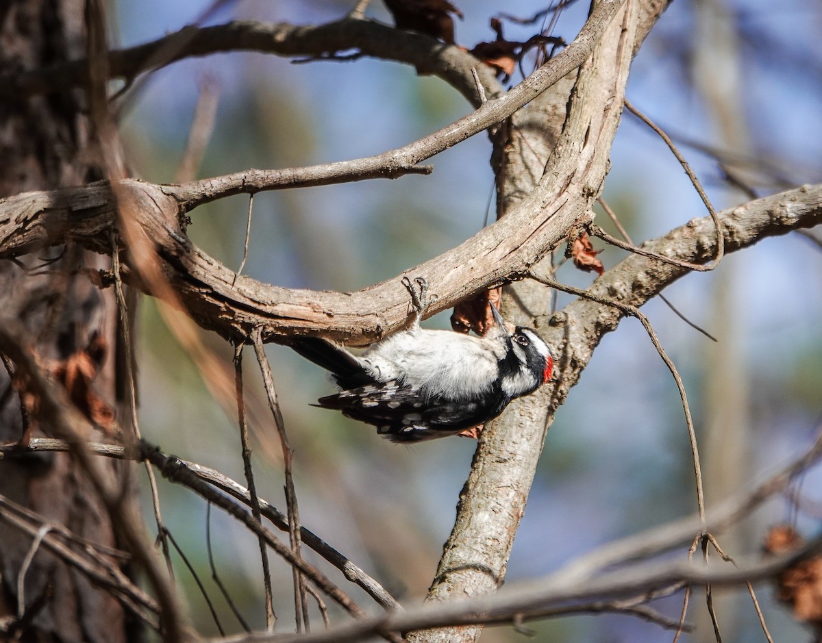 Downy Woodpecker - Dave Hart