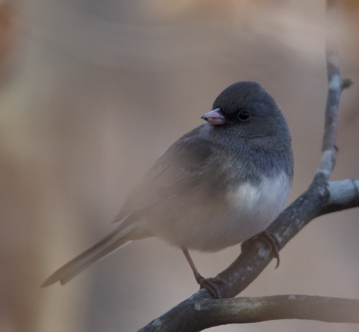 Dark-eyed Junco - ML526522621