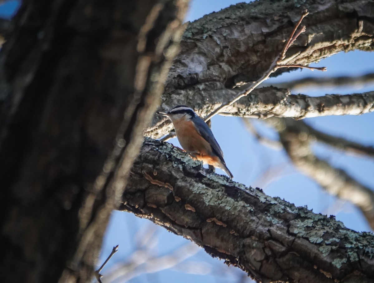 Red-breasted Nuthatch - Dave Hart