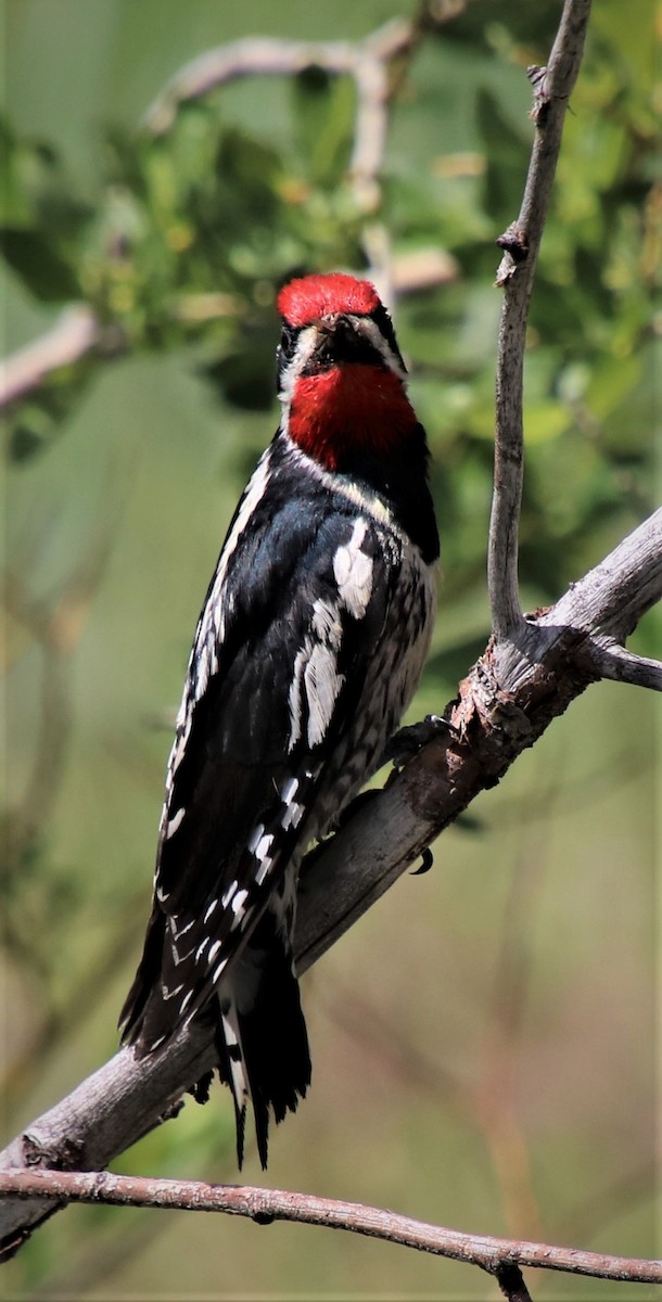 Red-naped Sapsucker - ML526522841