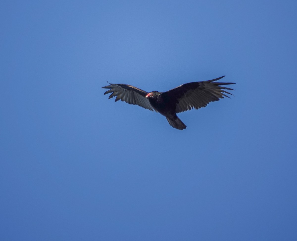Turkey Vulture - ML526522931