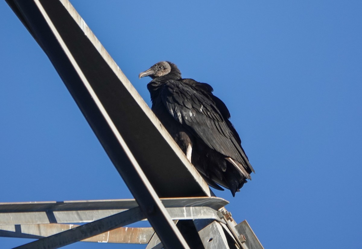 Black Vulture - ML526522961