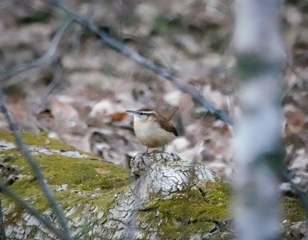 Carolina Wren - ML526522991