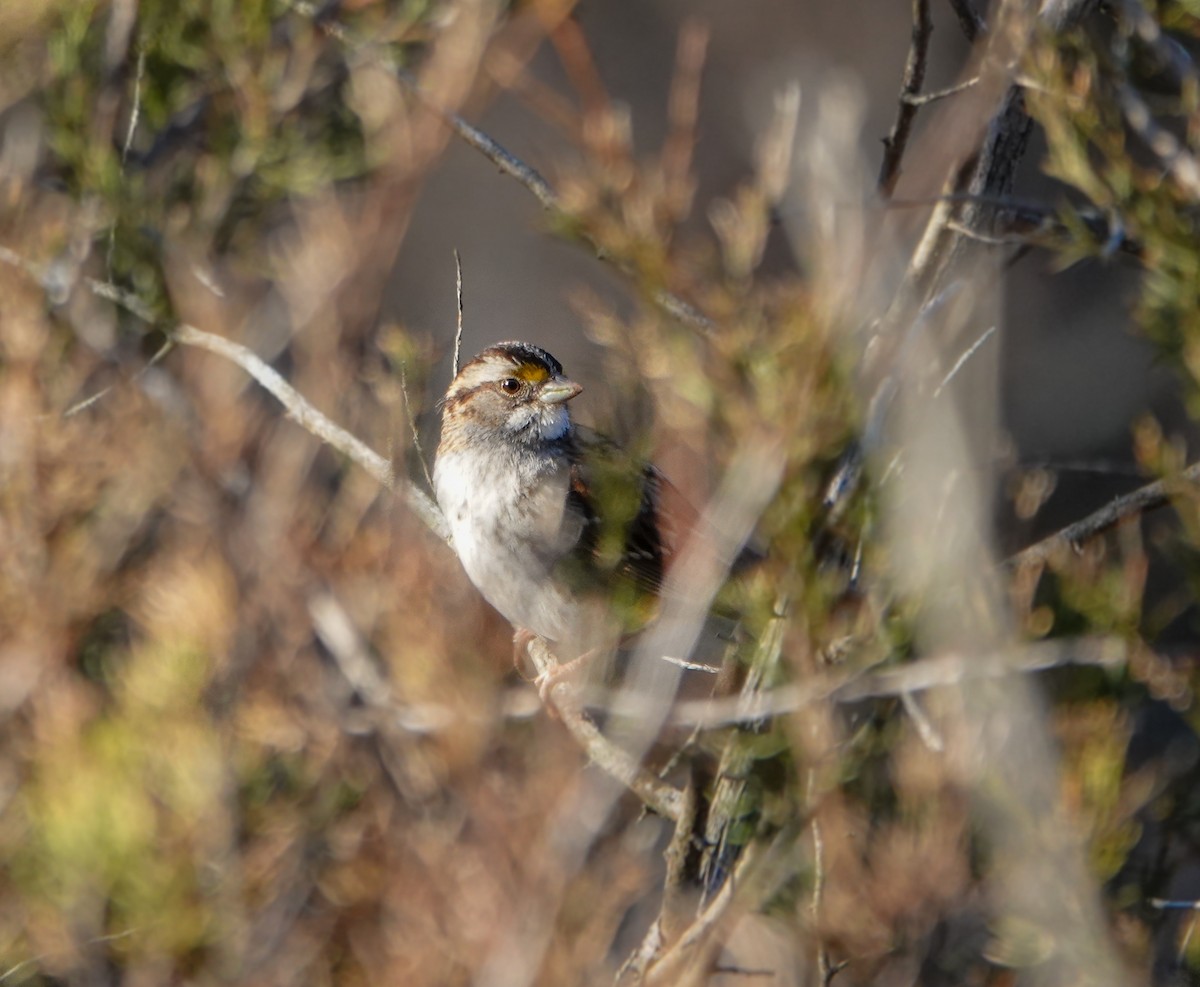 White-throated Sparrow - ML526523011