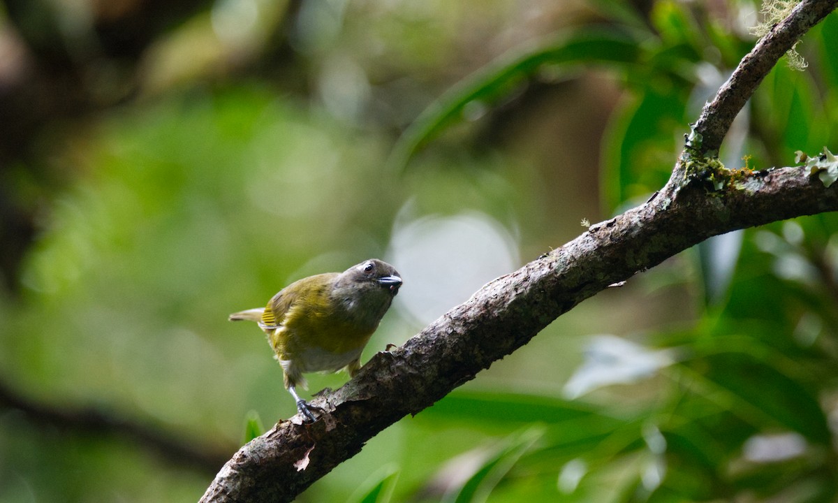 Common Chlorospingus - Travis Vance