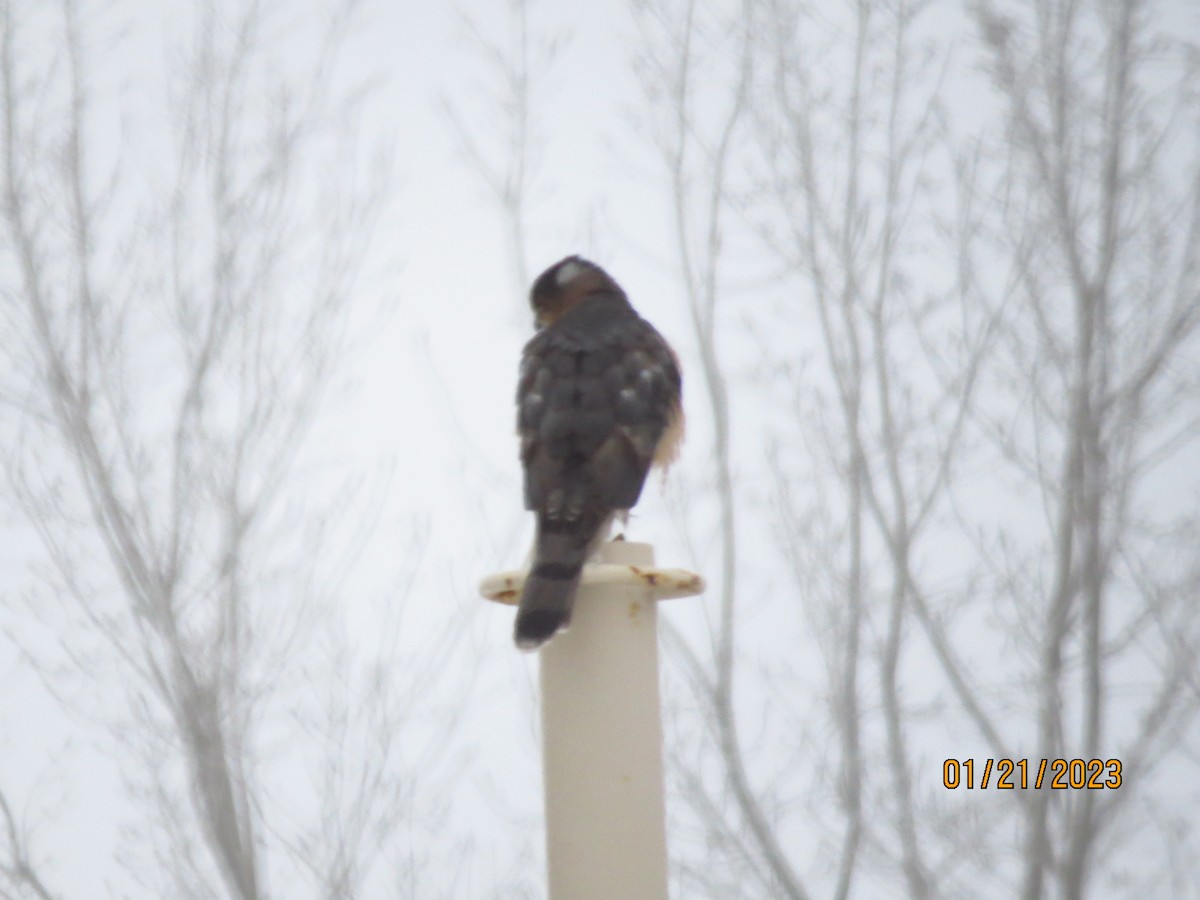 Cooper's Hawk - ML526523201