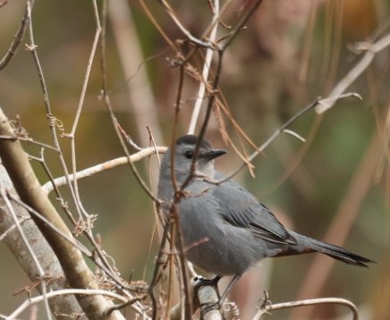 Gray Catbird - Lawrence Gardella