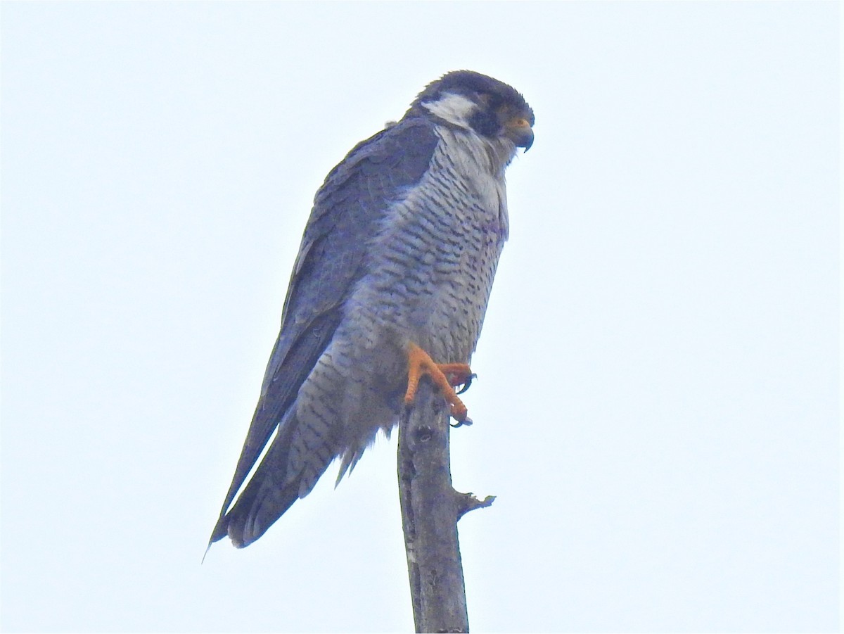 Peregrine Falcon - ML526523801