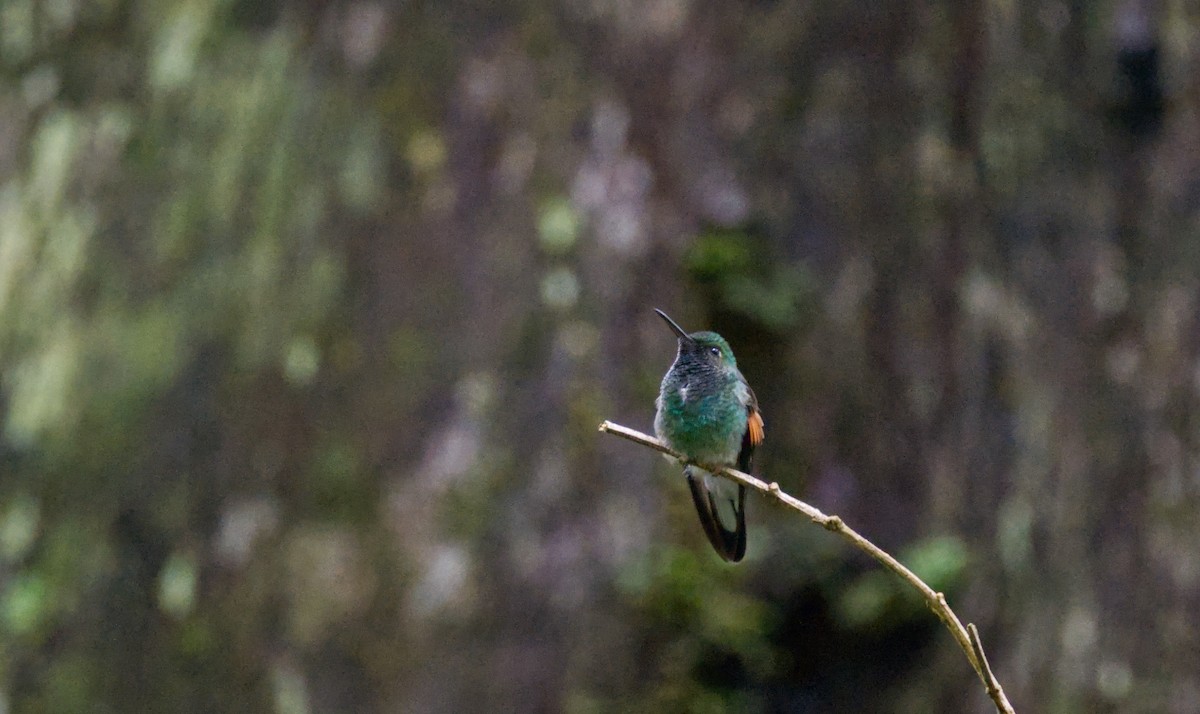 Stripe-tailed Hummingbird - Travis Vance