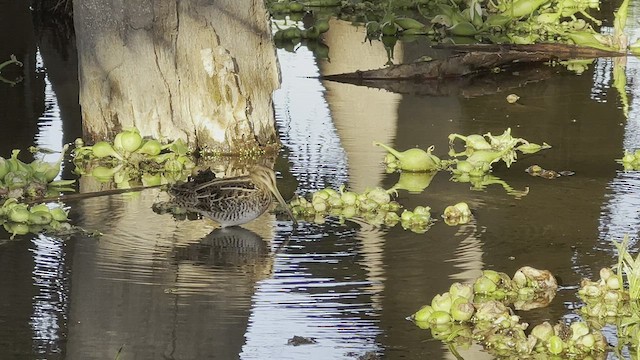 Wilson's Snipe - ML526525101