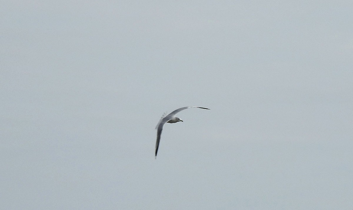 Ring-billed Gull - ML526525261