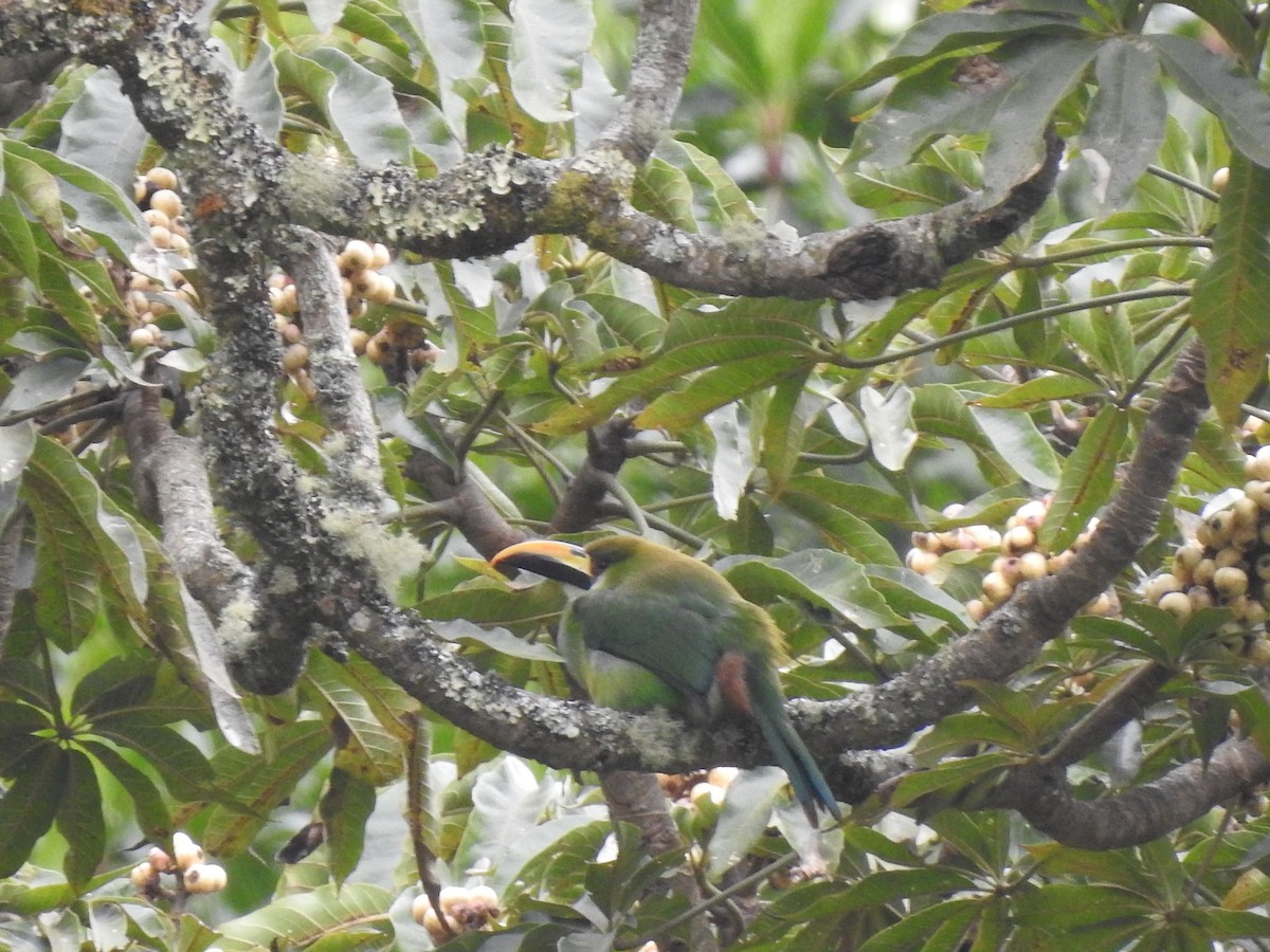 Northern Emerald-Toucanet - ML526525551