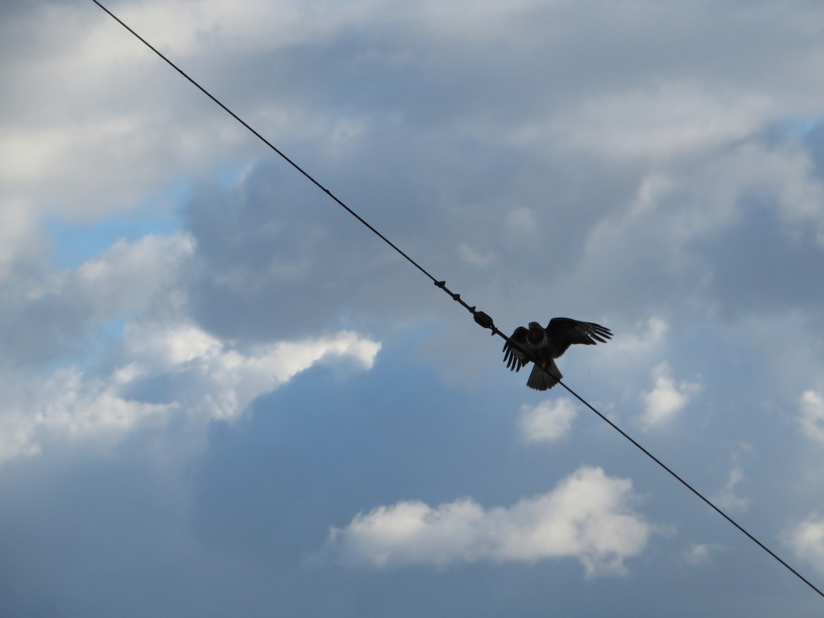 Common Buzzard - Margarida Azeredo