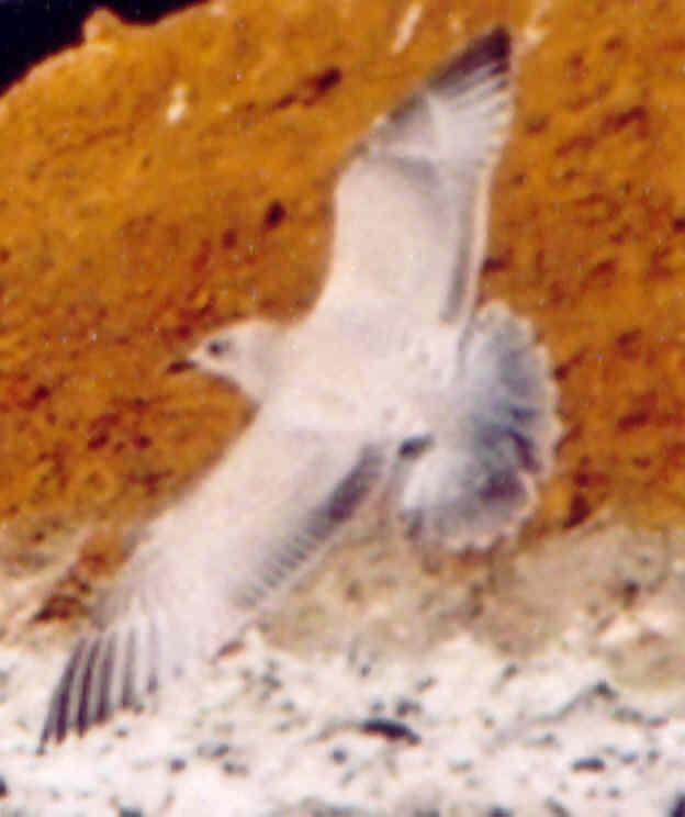 Полярная чайка (thayeri) - ML52652621