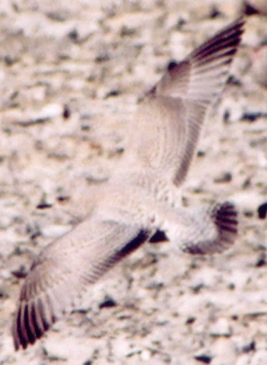 Полярная чайка (thayeri) - ML52652641