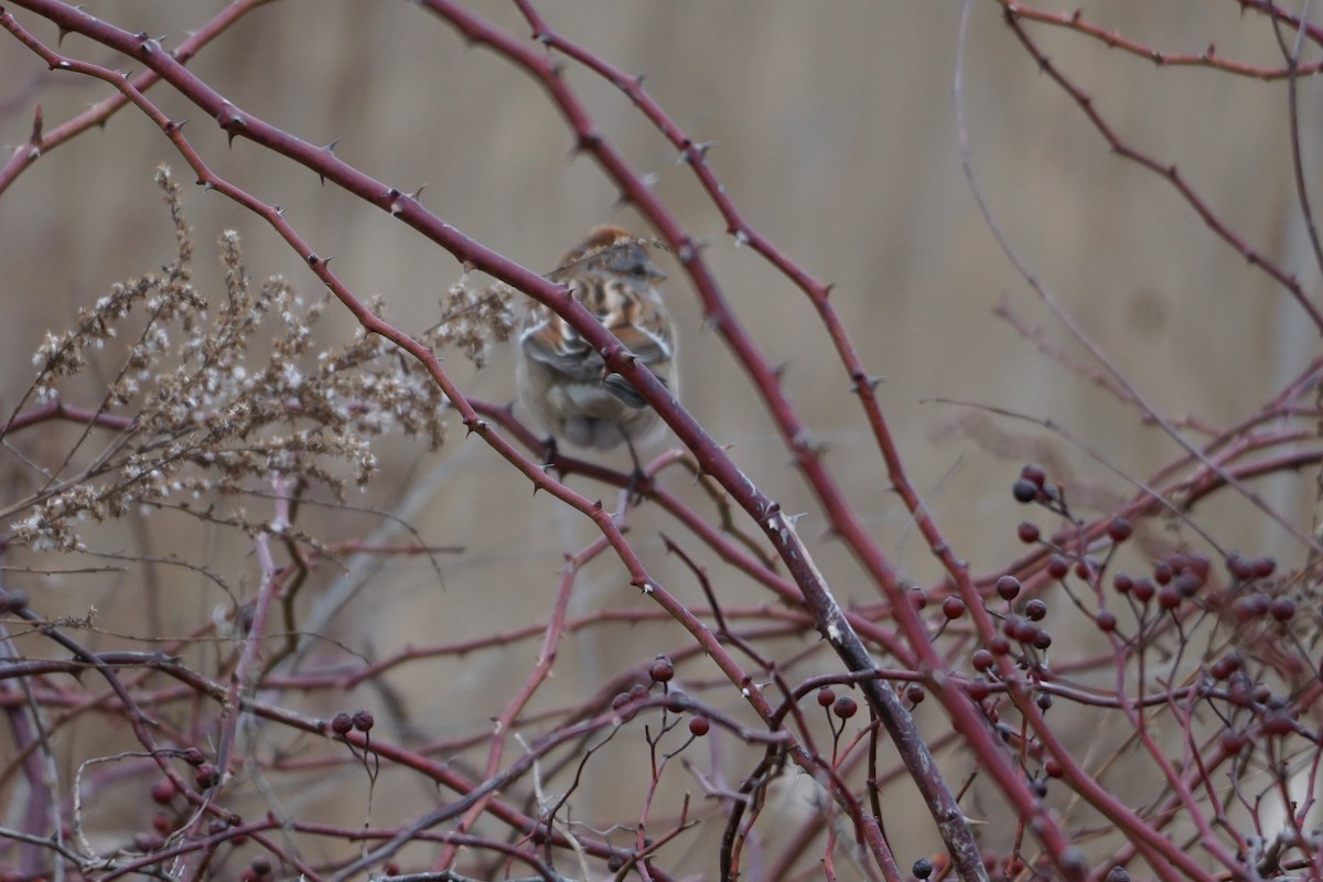 American Tree Sparrow - ML526526641