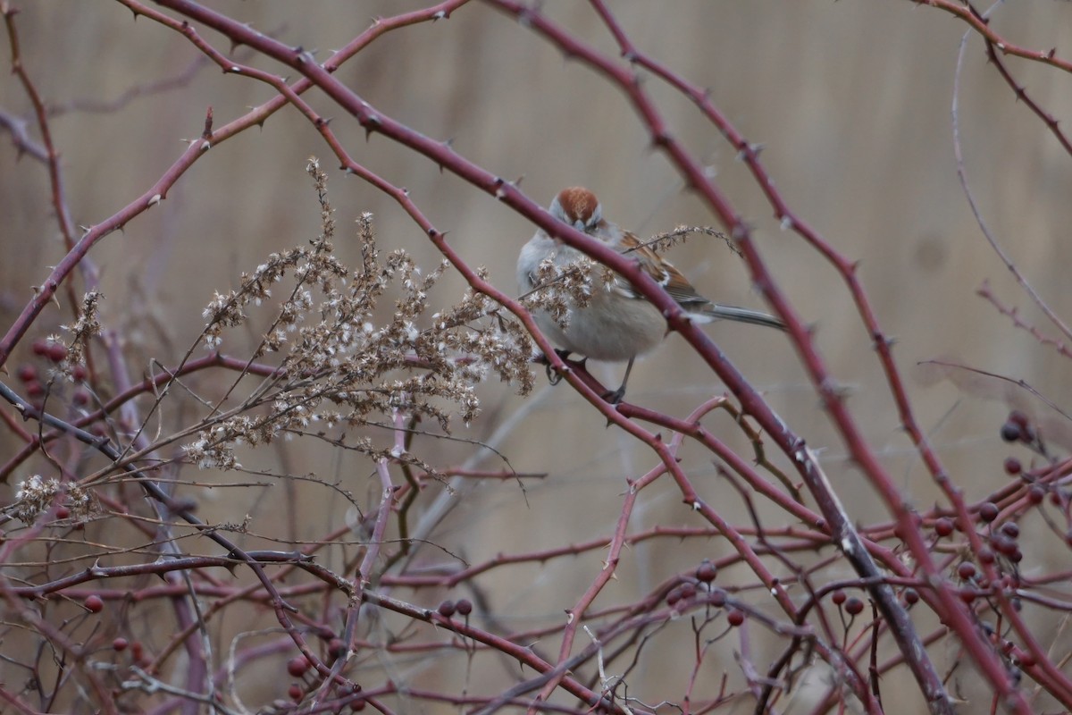 American Tree Sparrow - ML526526651