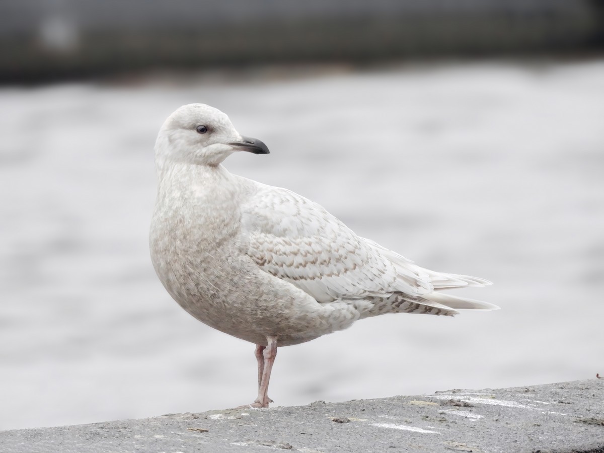 Iceland Gull (kumlieni) - ML526529541