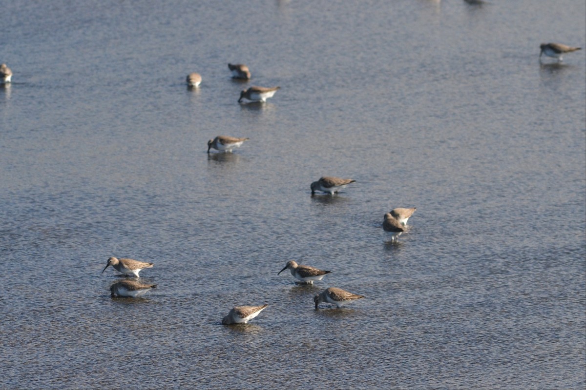 Dunlin - ML526529651