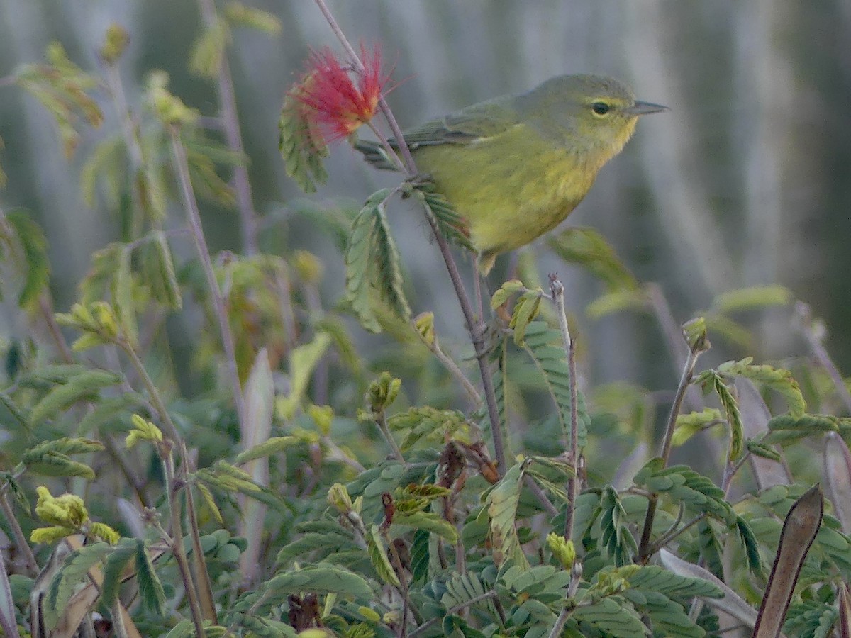 Orange-crowned Warbler - ML526529721