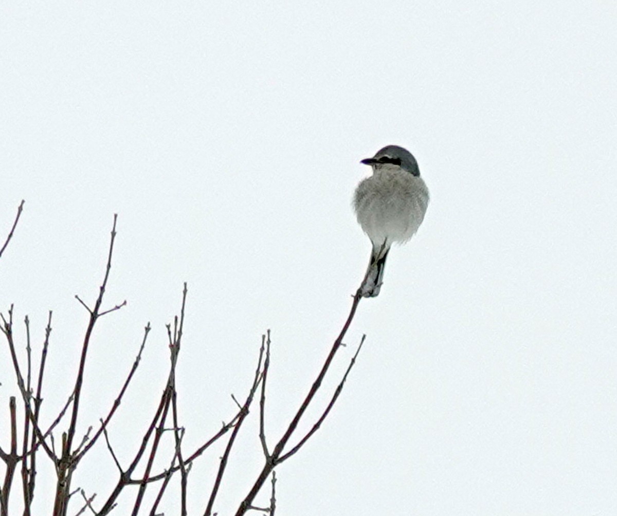 Northern Shrike - Louise Courtemanche 🦅