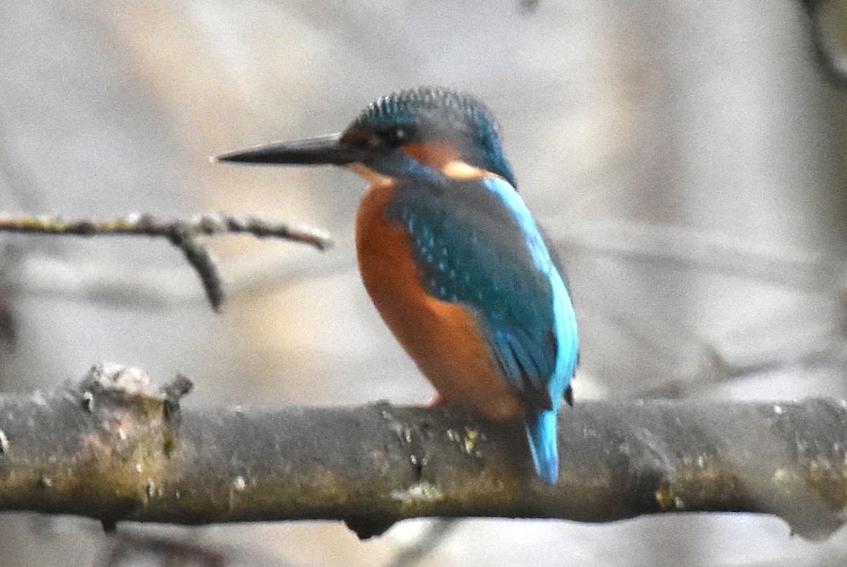 Common Kingfisher - Blair Whyte