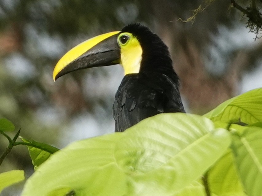 Choco Toucan - David McDonald